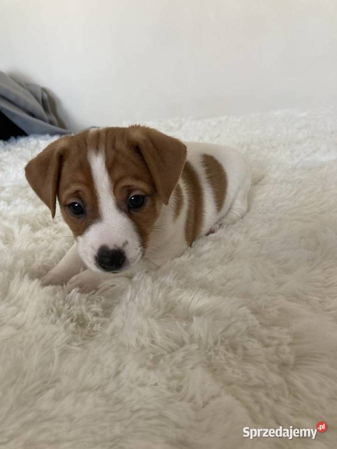 Jack Russell Terrier gładkowłosy Warszawa sprzedam
