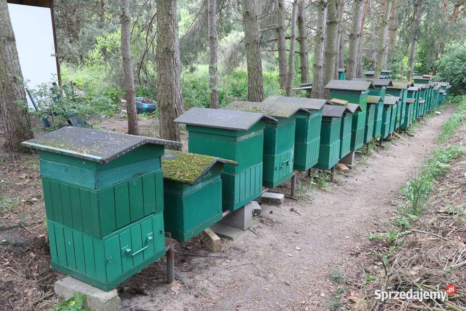 Pasieka na sprzedaż Chełmża