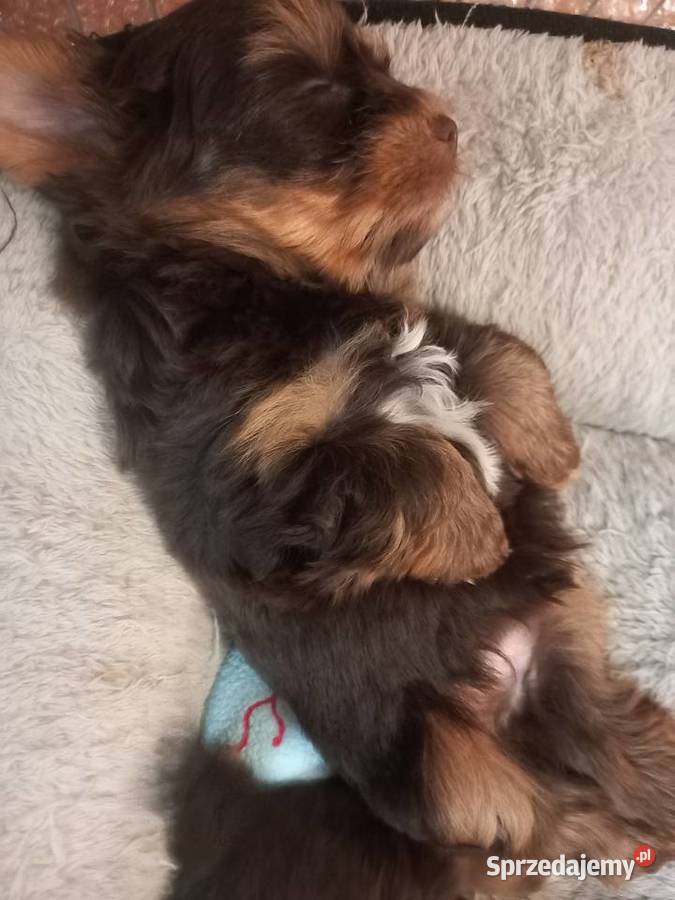 Piesek chocolate Yorkshire Terrier z rodowodem lubelskie Lublin
