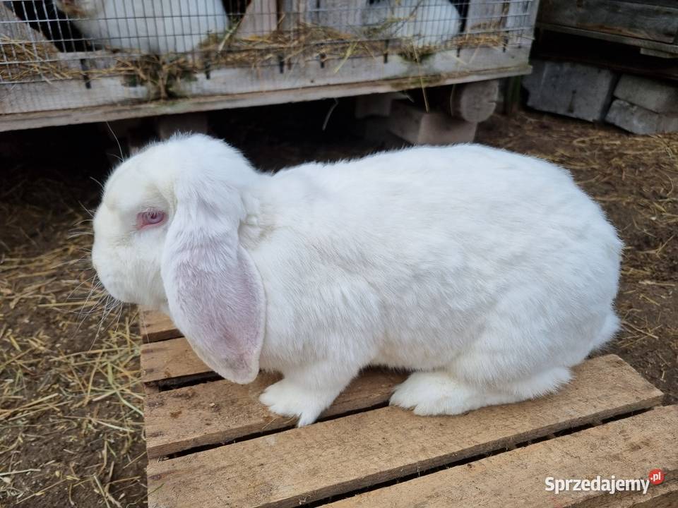 Króliki Baran francuski biały Władysławów
