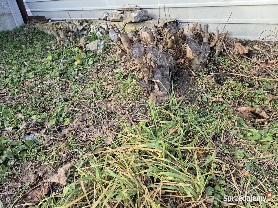 Frezowanie pni Rodaki