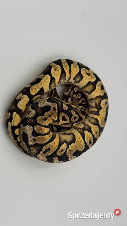 Pastel Orange dream Yellow belly samica Pyton Chorzów