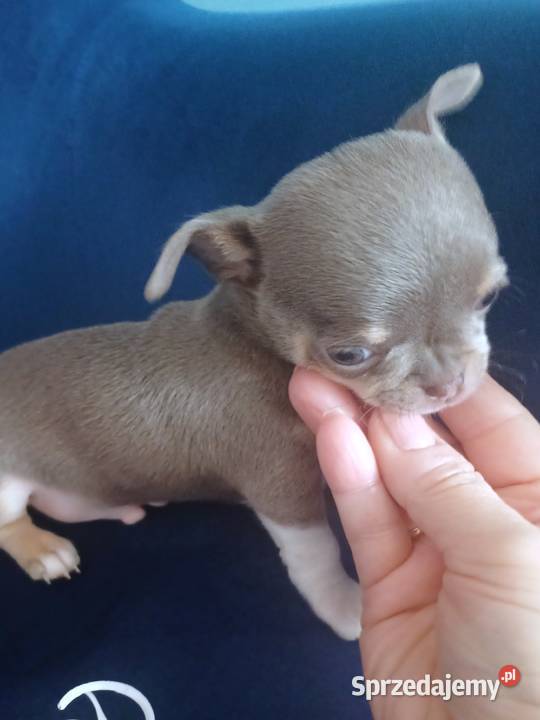 Biała Zjawiskowa Dziewczynka Chihuahua Zgierz