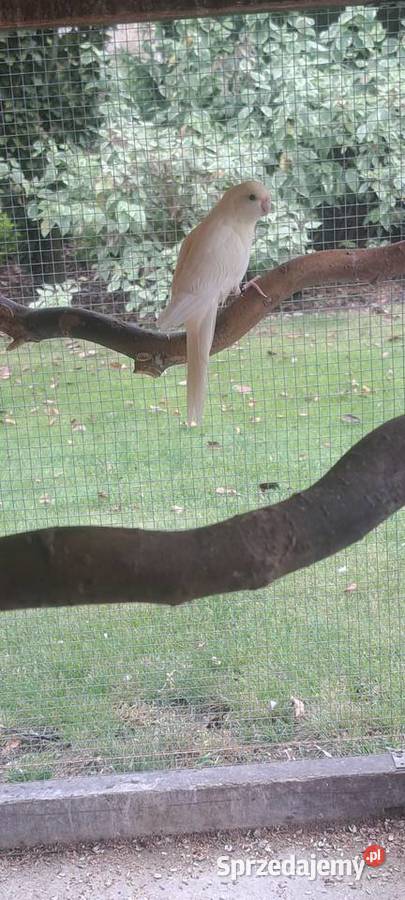 Modrolotki lubelskie Hrubieszów sprzedam