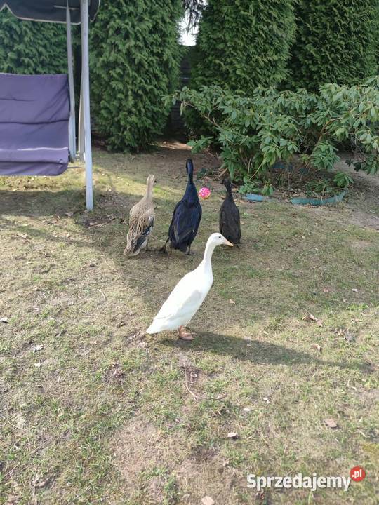 Jaja lęgowe kaczka biegus Soborzyce