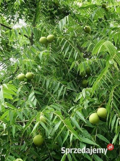 Orzech czarny sadzonki w doniczkachi Owocowe