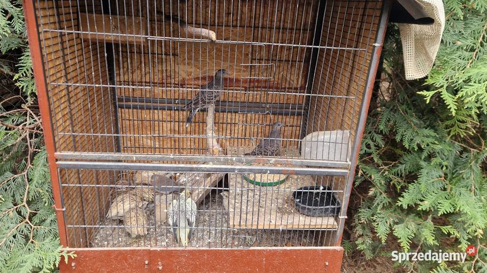 Turkawka Wschodnia Legionowo