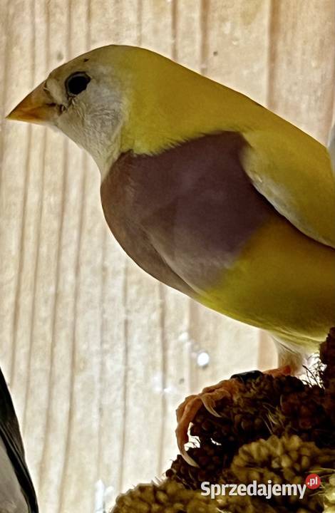 Amadyna wspaniała samiczka 2025r