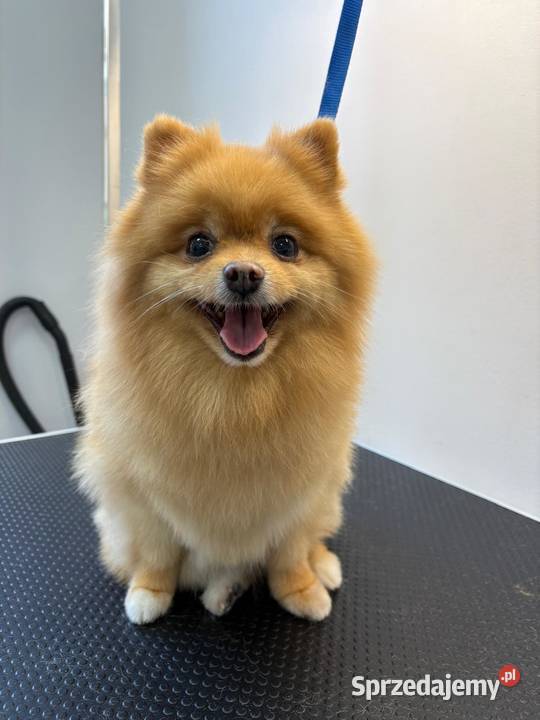 Strzyżenie czworonogów Szczecin Prawobrzeże