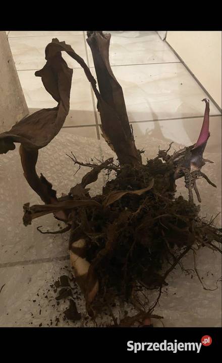 Kłącza Kanny i bulwy Dalii Kraków