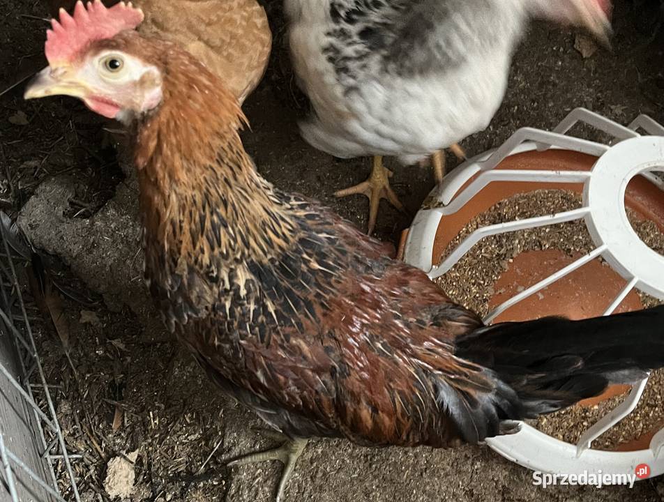 Koguty zielononóżki green shell Radzanów