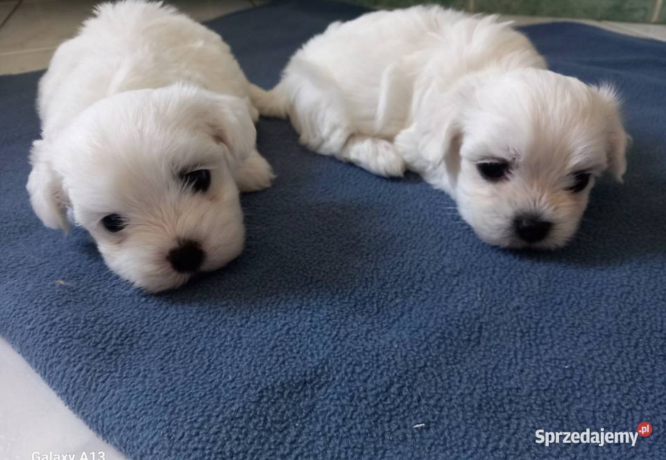 Małe Maltańczyki do rezerwacji sprzedam
