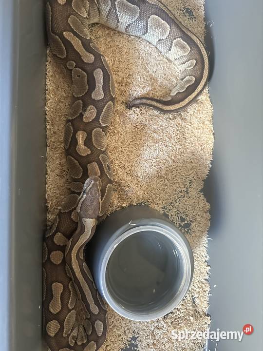 Wąż królewski dorosła samica Gady i płazy Gdynia sprzedam