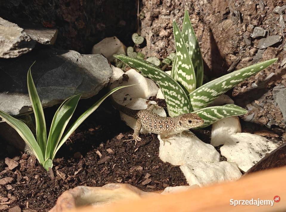 Jaszczurka Perłowa Timon lepidus Piękna i Ksawerów