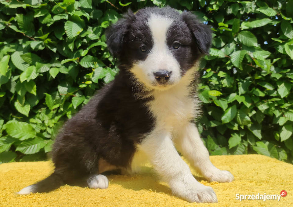 Rasowa suczka border collie z Hodowli komplet Psy Iwonicz