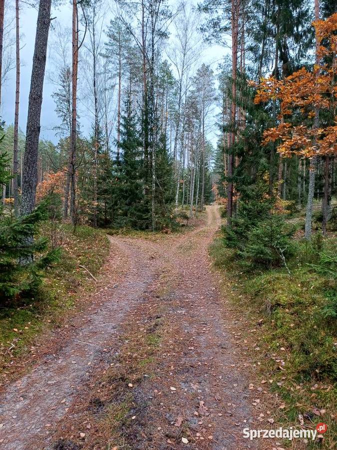 Dom jeziorem z własnym pomostem i źródłem Sprzedaż Purda