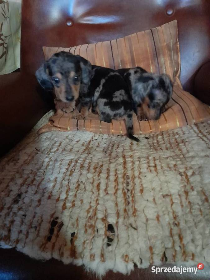 Jamnik krótkowłosy merle