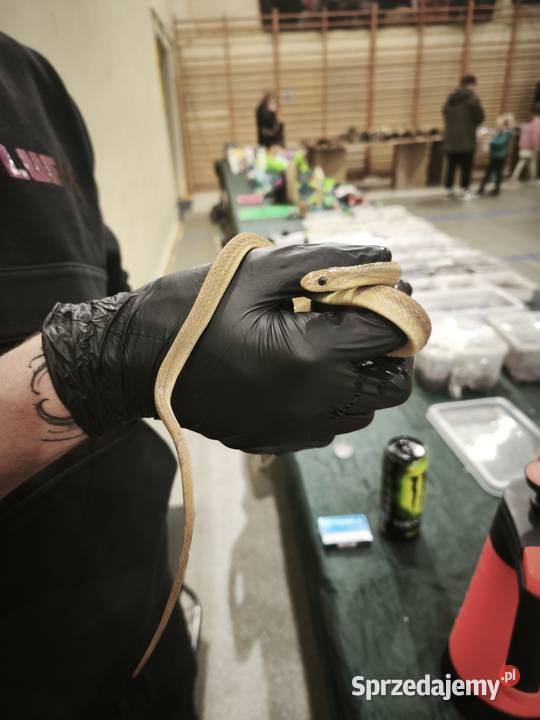 dasypeltis gansi około roku jajojad jajożer sprzedam