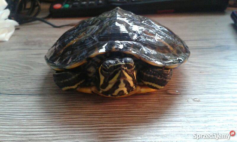 Żółw żółtolicy Mszczonów