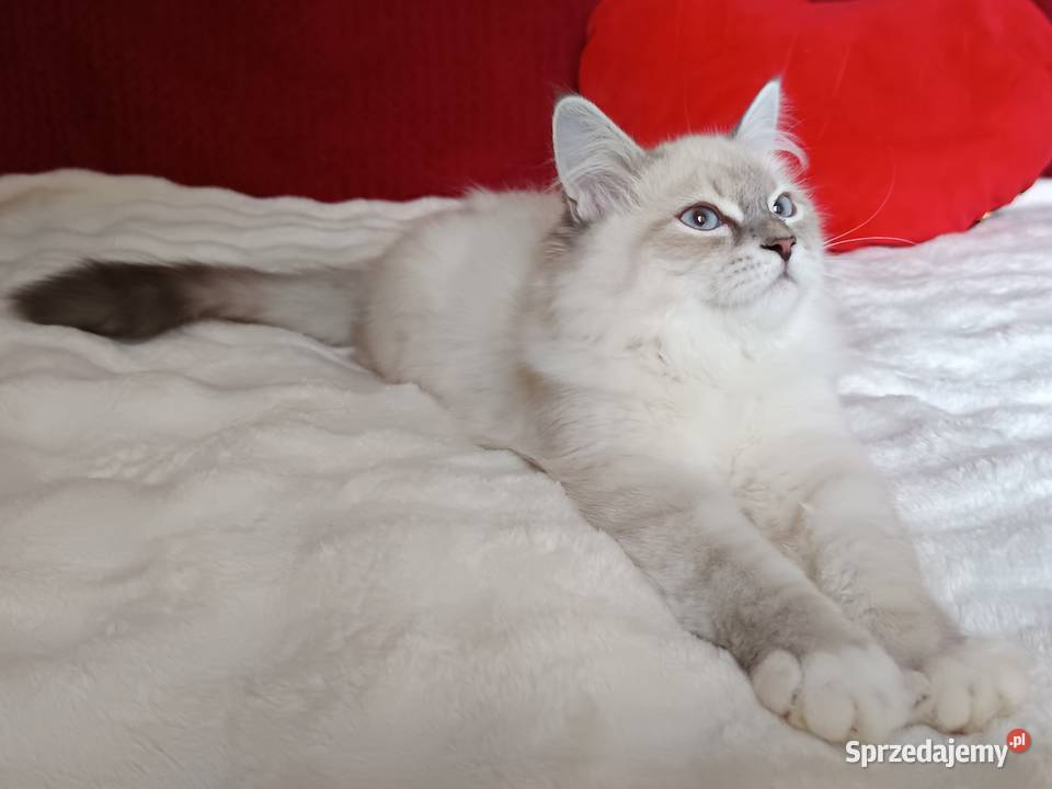 Koty Syberyjskie Neva Masquerade NEMO Kwilcz sprzedam