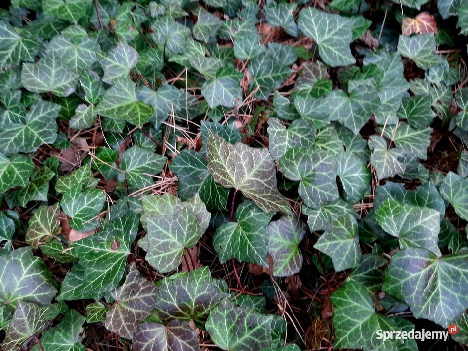 Bluszcz zimozielony pnącze do cienia okrywowa Liściaste Borówno