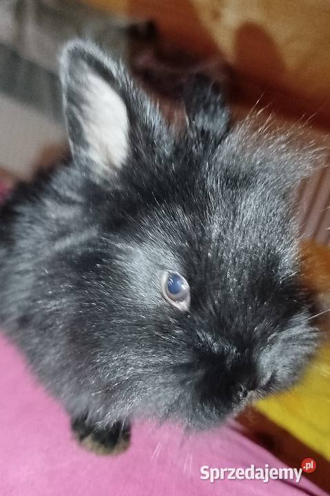 Miniaturki domowe Mierzowice