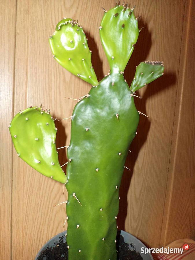 opuncja kaktus kwiat doniczkowy Warszawa