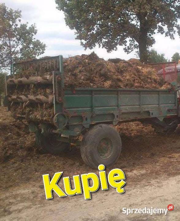 Rozrzutnik ruski kupię lubelskie Radzyń Podlaski