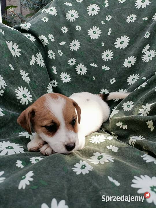Wzorcowe Jack Russell terrier rodzice rodowód Krapkowice