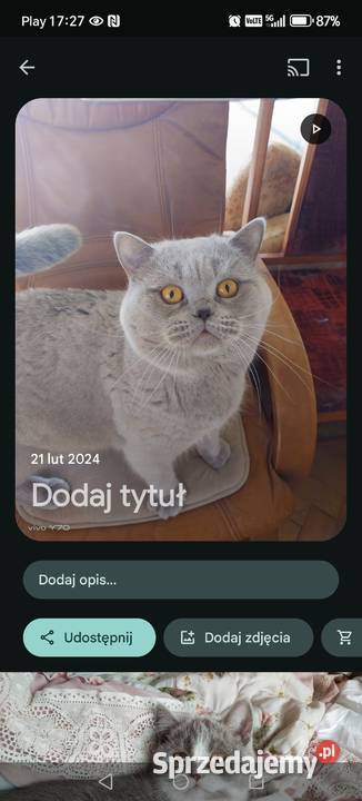 Kocur liliowy do hodowli sprzedam