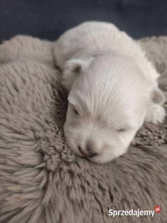 Suczka i rasy West Highland White Terrier West Highland White Terrier Dębica