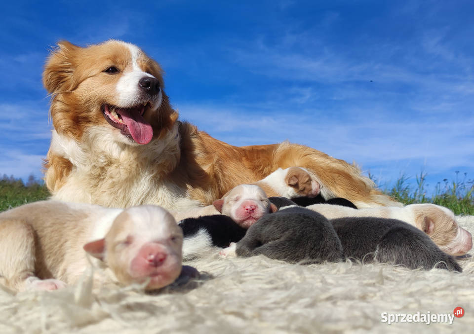 Piękna suczka HELGA BORDER COLLIE z pełną dok Iwonicz sprzedam