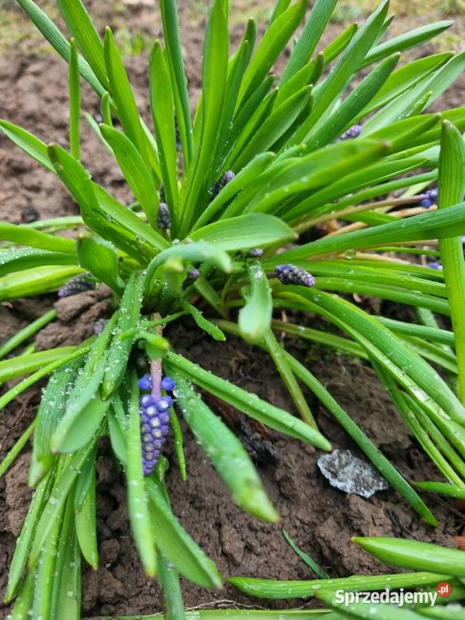 Szafirek szerokolistny sadzonki Lublin