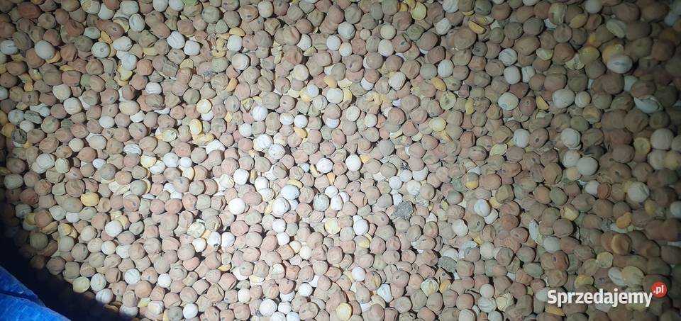 Słonecznik Owies Kukurydza Groch Sorgo Gryka