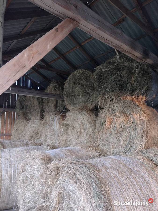 Siano świeże pogodne 2022 Dubienka