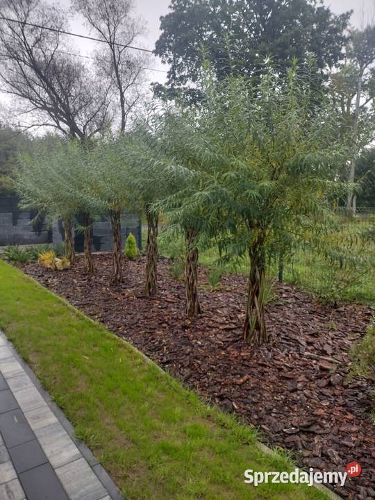Wierzba energetyczna na biomasę sadzonki sprzedam