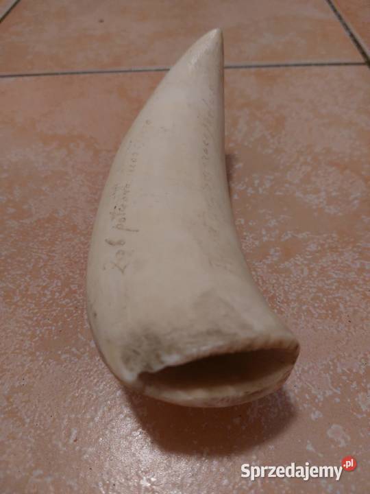 antyki pochodzenia niemieckiego i