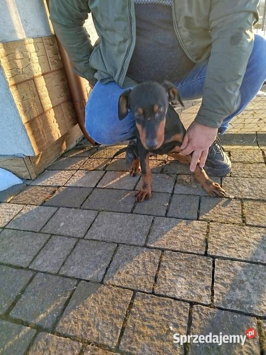 Sprzedam doberman suczka brązowa i czarna Ostrowiec Świętokrzyski sprzedam