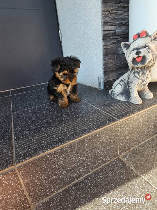 York terrier chłopczyk Chróścin