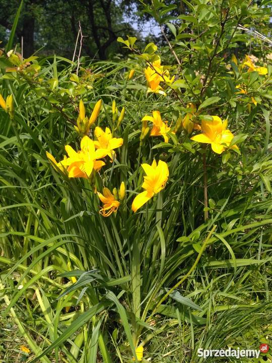 Ogródek działkowy Chorzów śląskie