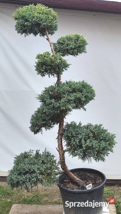 Bonsai Niwaki jałowiec łuskowy Holger Medynia Łańcucka