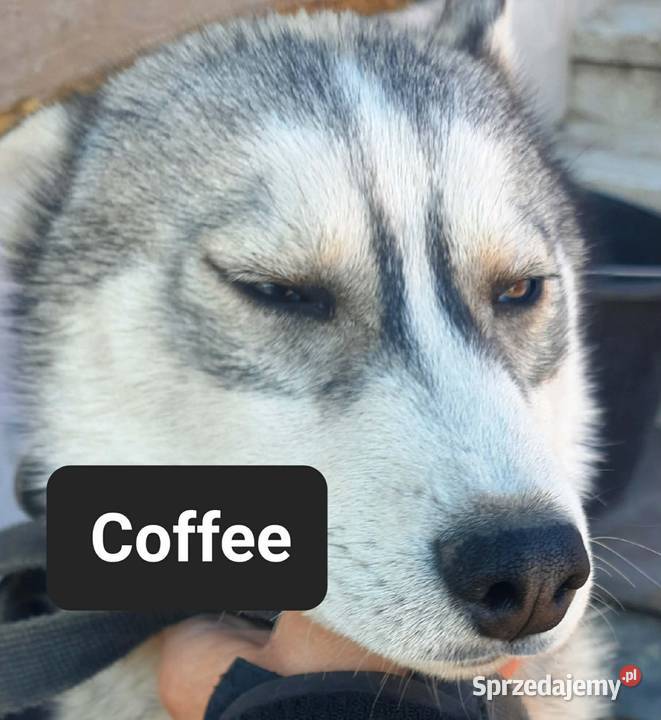 Suczka Syberian husky Husky pomorskie Reda