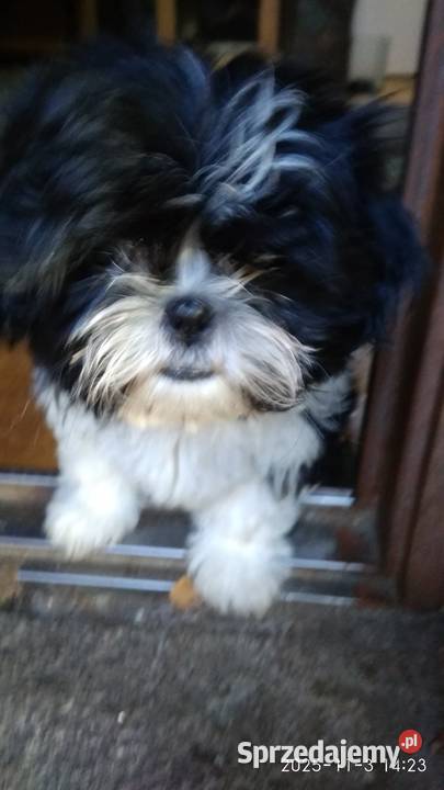 Shih tzu dziewczynka Unisław