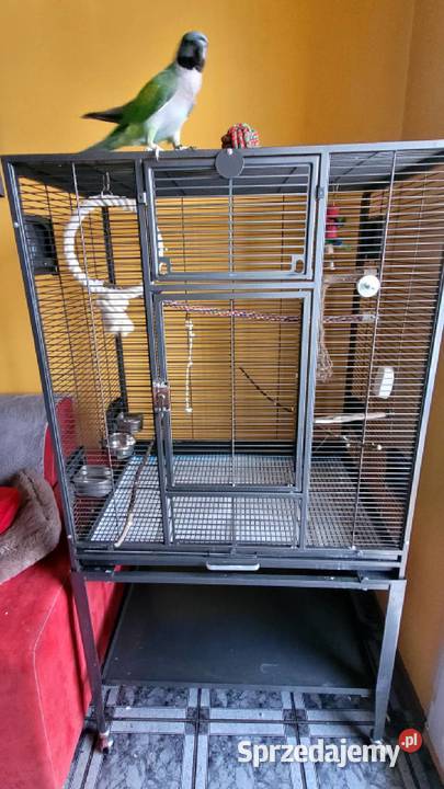 Młoda Aleksandretta Chińska Klatka Cieszyn