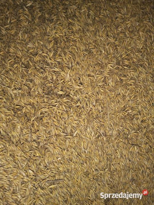 Owies zbiór 2025 Gumieniec