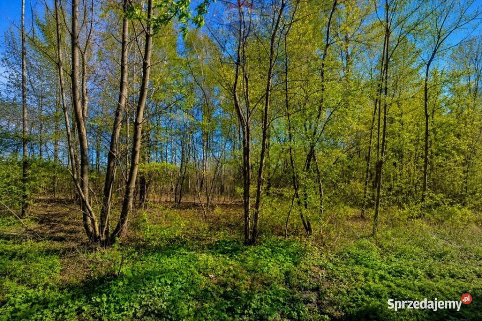 WYJĄTKOWA DZIAŁKA Z WZ 3204 m2 GRABÓW PILICĄ polna Sprzedaż Grabów nad Pilicą