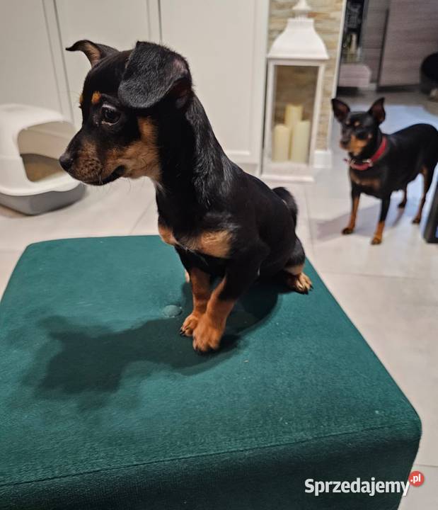 Suczka pinczerek miniaturka Chróścin