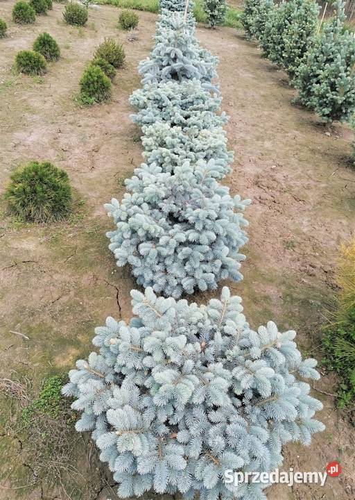 Świerk kłujący Glauka Globosa Średnica 80100