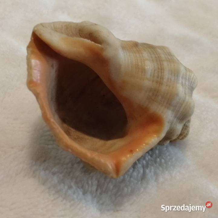 Muszla 45 70 Kreatywne śląskie Czeladź