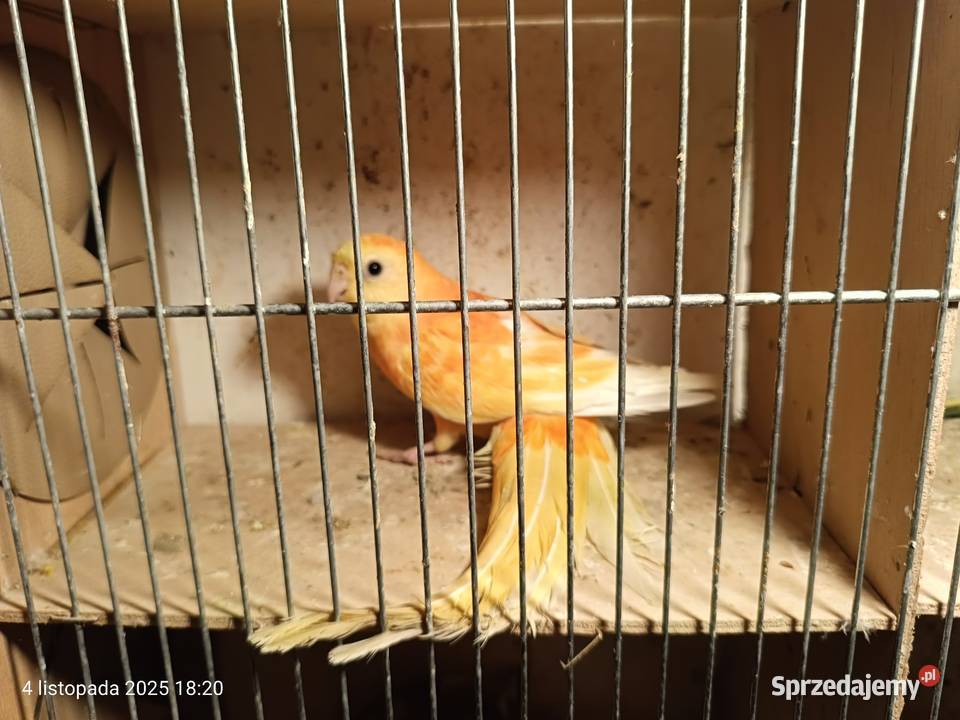 Dorosłe pary świergotek Rybnik